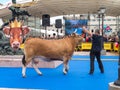 OVIEDO, SPAIN - May 12, 2018: ÃÂ¡ows and bulls stars gala show at