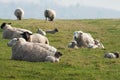 An Ovine family, resting in the Downs