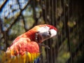 red macaw in a zoo Royalty Free Stock Photo