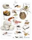Oviparous animals hatching from eggs educational chart Royalty Free Stock Photo
