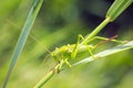 Ovipositor female Great Green Bush-cricket, Tettigonia viridissima Royalty Free Stock Photo