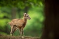 Ovis musimon. Photographed in the Czech Republic. Beautiful nature of the Czech Republic.