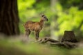 Ovis musimon. Photographed in the Czech Republic. Beautiful nature of the Czech Republic.