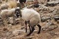 Ovis orientalis aries - The sheep is a domestic quadruped mammal.