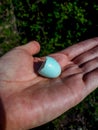 The ovoid shaped and pale blue broken eggshell of the bird - common starling Sturnus vulgaris on womans hand