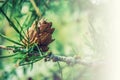 Ovulate coneof larch tree Royalty Free Stock Photo