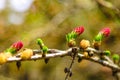 Ovulate cones and pollen cones of larch tree in spring Royalty Free Stock Photo