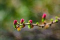 Ovulate cones and pollen cones of larch tree in spring Royalty Free Stock Photo