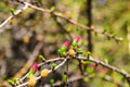 Ovulate cones and pollen cones of larch tree in spring Royalty Free Stock Photo