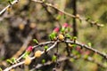 Ovulate cones and pollen cones of larch tree in spring Royalty Free Stock Photo