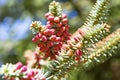 Ovulate cones (strobiles) of larch tree, spring Royalty Free Stock Photo