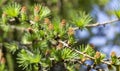 Ovulate cones strobiles of larch tree, spring, Royalty Free Stock Photo