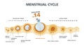 Ovulation chart. Female menstrual cycle