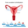 Ovulation fertilization and implantation Royalty Free Stock Photo