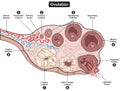 Ovulation of human female reproductive system infographic diagram