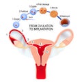 From ovulation to fertilization. Royalty Free Stock Photo