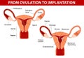 From ovulation to implantation Royalty Free Stock Photo