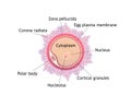 Ovule