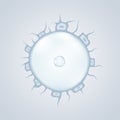 Ovule icon Royalty Free Stock Photo
