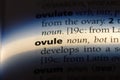 ovule