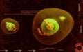 Ovum cell Royalty Free Stock Photo