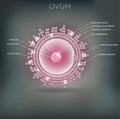 Ovum Royalty Free Stock Photo