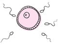 Ovum fertilization