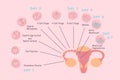 Ovum and sperm pregnancy process