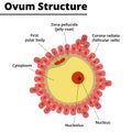 Ovum Structure. Morphology of the ovule.