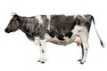 ÃÂ¡ow full length isolated on white background. Funny cute cow isolated on white. Y Royalty Free Stock Photo