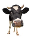 ÃÂ¡ow full length isolated on white. Looking at the camera black and white curious cow close up. Funny cow muzzle close up. Royalty Free Stock Photo