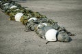 ow of T-10 tactical parachute bag with parachute reserve and helmet on ground prepare for paratrooper to operation