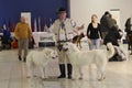 Dog show - a man in Polish folk costume standing and holding two Owczarek Podhalanski dogs