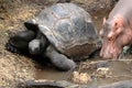 Owen and Mzee an unusual friendship