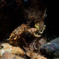 Oweniidae marine polychaete worm. Loch Linnhe, Diving, Scottish West Coast