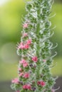 Ower of jewels, Echium wildpretii, close-up flowering spike