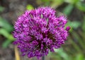 Allium giganteum It is a perennial plant about 110-150 cm tall with an underground onion, which is white. The leaves are massive Royalty Free Stock Photo