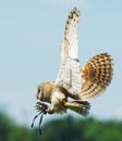 Owl Royalty Free Stock Photo