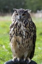 Owl Royalty Free Stock Photo