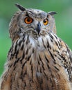 Owl Royalty Free Stock Photo