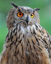 Owl Royalty Free Stock Photo