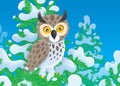 Owl Royalty Free Stock Photo