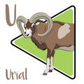 Urial is a wild sheep native to Central and South Asia.
