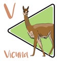 Vicuna, smallest member of the camel family, Camelidae Royalty Free Stock Photo