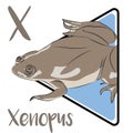 Xenopus commonly known as the clawed frog.