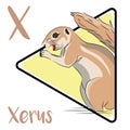 The Xerus is commonly known as the African ground squirrel. Royalty Free Stock Photo