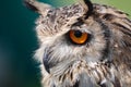 Owl Royalty Free Stock Photo