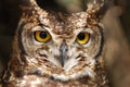 Owl Royalty Free Stock Photo