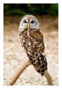 Owl Royalty Free Stock Photo