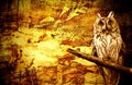 Owl abstract halloween grunge